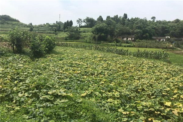 重慶合川蔬菜種植基地