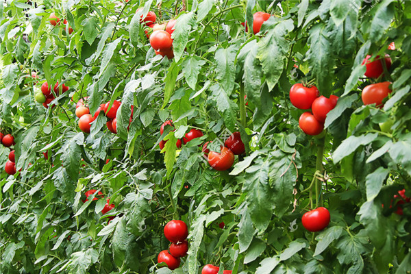 重慶長壽蔬菜種植基地 2.jpg
