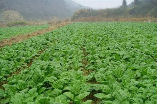 重慶墊江蔬菜種植基地 1.jpg