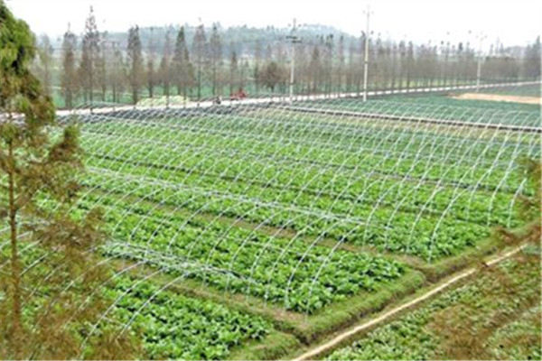 重慶榮昌蔬菜種植基地1.jpg