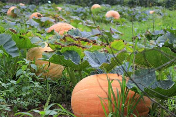 重慶合川蔬菜種植基地