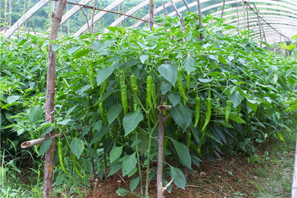重慶長壽蔬菜種植基地1 .jpg