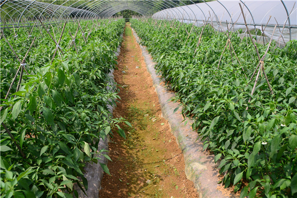 重慶北碚蔬菜種植基地 2.jpg