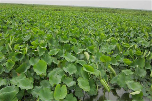重慶銅梁蔬菜種植基地 2.jpg