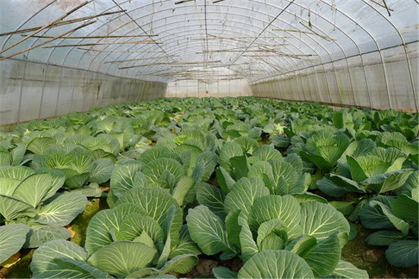 四川遂寧蔬菜種植基地