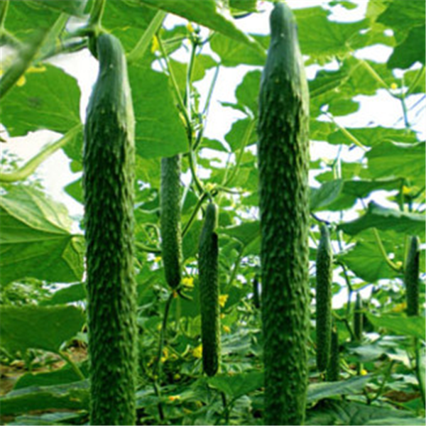 重慶巴南蔬菜種植基地1.png