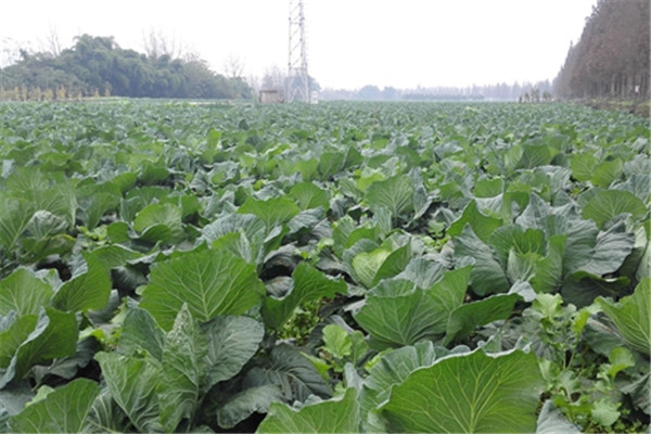 重慶榮昌蔬菜種植基地2.jpg
