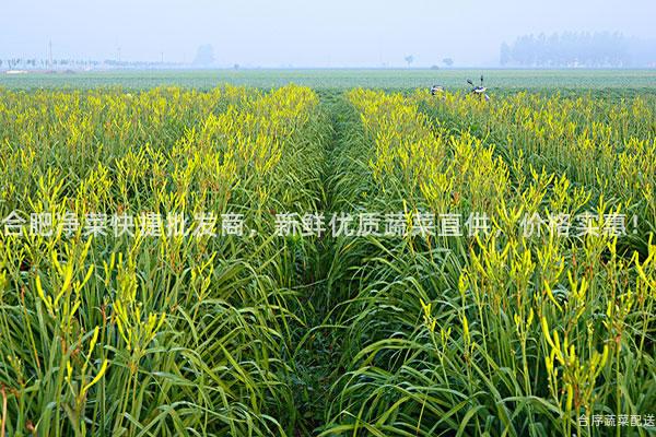 合肥凈菜快捷批發商,新鮮優質蔬菜直供,價格實惠!