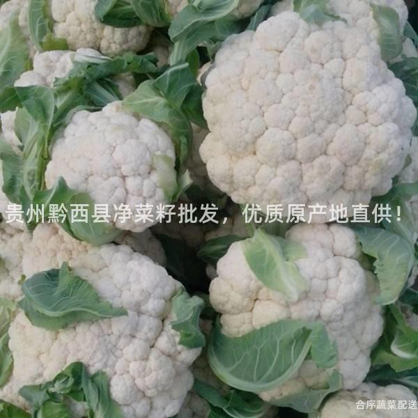 貴州黔西縣凈菜籽批發,優質原產地直供!