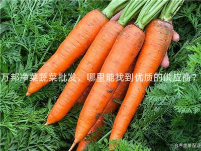 萬邦凈菜蔬菜批發,哪里能找到優質的供應商?