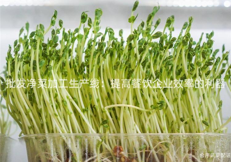 批發凈菜加工生產線:提高餐飲企業效率的利器