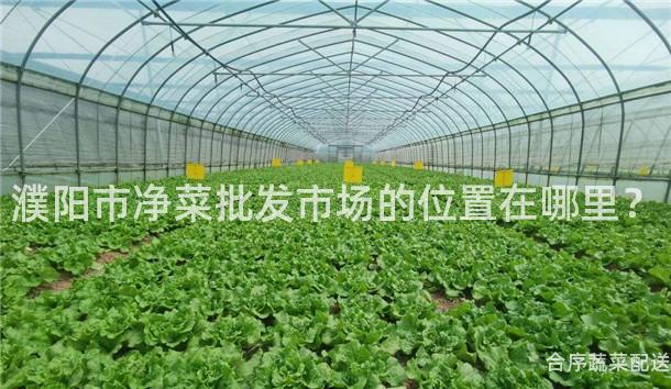濮陽市凈菜批發市場的位置在哪里?