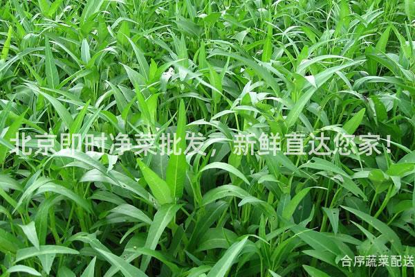 北京即時凈菜批發,新鮮直達您家!