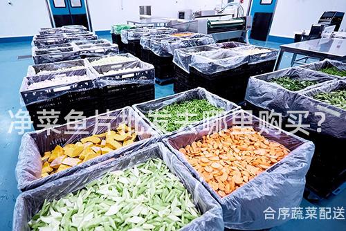 凈菜魚片批發去哪里購買?