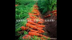 批發凈菜土豆絲,新鮮可口,價格實惠! 批發凈菜土豆絲,新鮮可口,價格實惠!