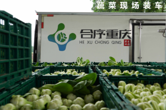 合序重慶蔬菜配送公司,專業采購團隊的卓越之旅 合序重慶蔬菜配送公司,專業采購團隊的卓越之旅