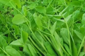 重慶蔬菜配送公司:揭秘快速采購食材的高效策略 重慶蔬菜配送公司:揭秘快速采購食材的高效策略