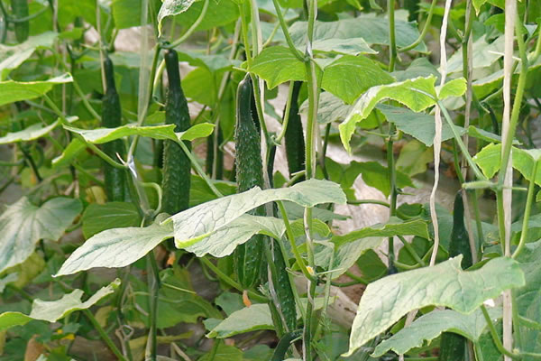 重慶市萬州蔬菜基地