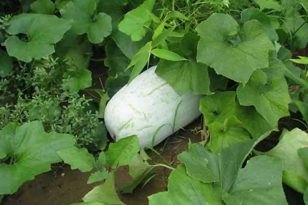 蔬菜防凍劑有明顯效果嗎？看看專家怎么說？
