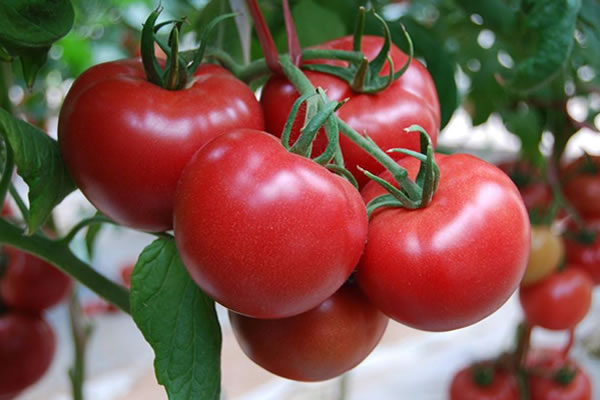 本地蔬菜大量上市 重慶人吃菜便宜了