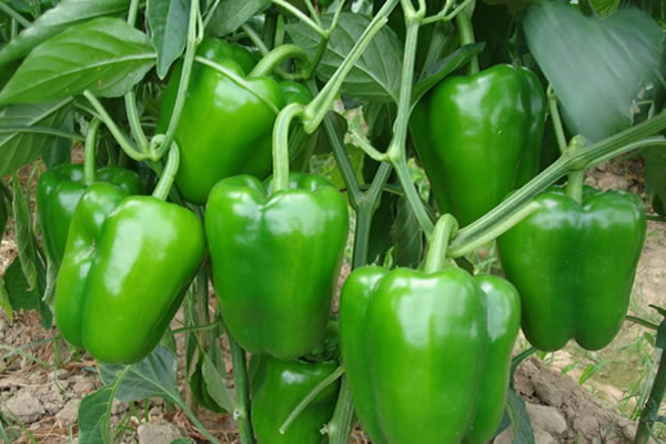 重慶蔬菜價格大部分重回“1”時代