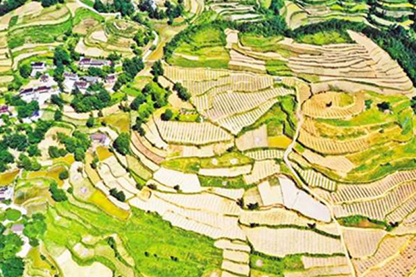 重慶蔬菜基地入畫來