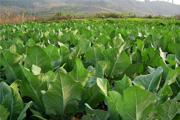 重慶南川蔬菜種植基地1.jpg