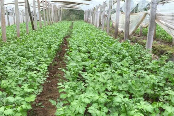 重慶璧山蔬菜種植基地 2.jpg