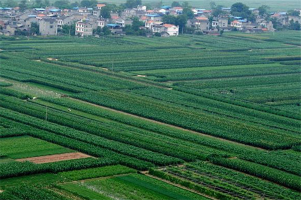 重慶潼南桂林蔬菜種植基地1.jpg