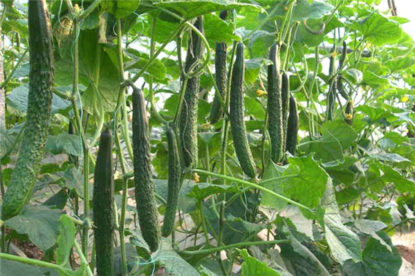 重慶璧山蔬菜種植基地1 .jpg