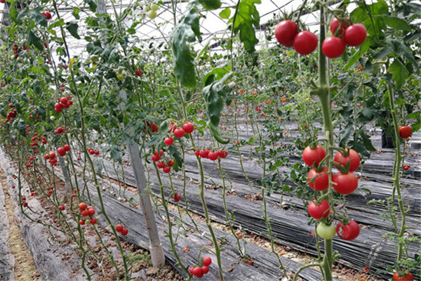 重慶市萬州蔬菜基地