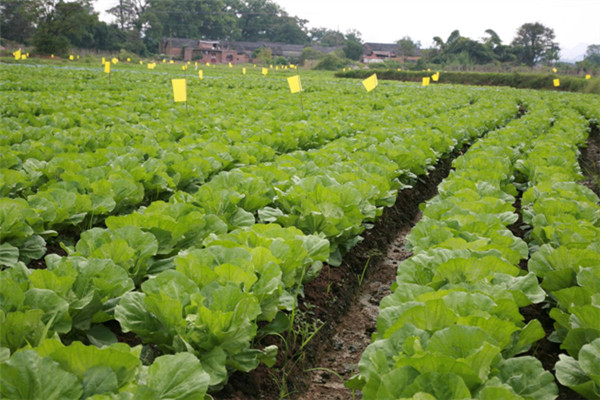 重慶潼南桂林蔬菜種植基地2.jpg