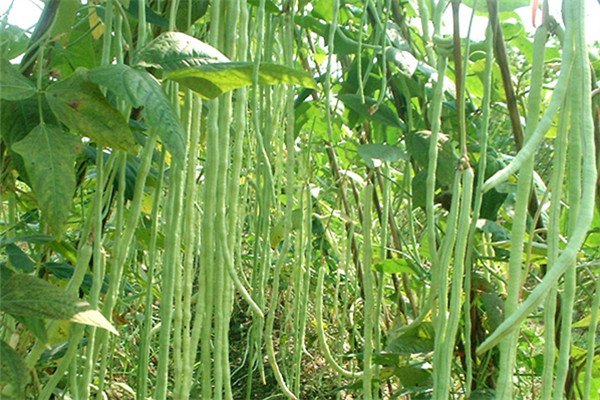 重慶黔江蔬菜種植基地 2.jpg