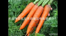 慈溪凈菜批發市場地址電話是多少？