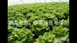 蔬菜批發：凈菜還是毛菜？
