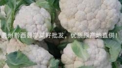 貴州黔西縣凈菜籽批發，優質原產地直供！
